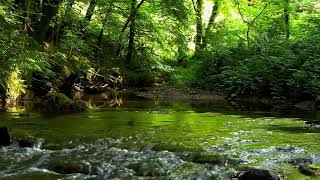 FOREST BIRDSONG 8 HOURS OF RELAXING NATURE SOUNDS NIGHTINGALE BIRDSONG NATURES MUSIC ASMR [upl. by Romie]