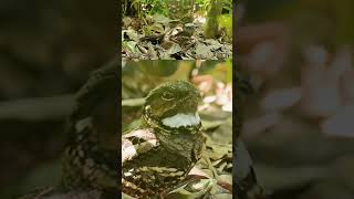 Nightjar yawns bird wildlife nightjar camouflage [upl. by Damales]