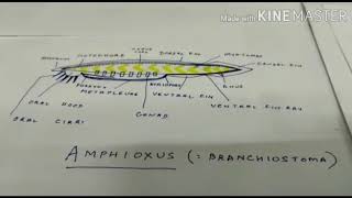 Cephalochordata features eg Amphioxuspart 1 [upl. by Takakura230]