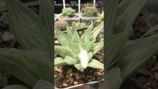 Haworthia Magnifica var Acuminata cv Grey Ghost succulent haworthia [upl. by Erdnael180]