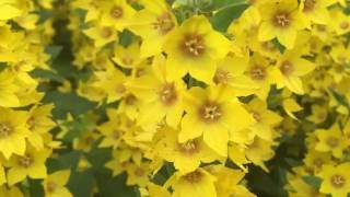 Yellow Loosestrife Flowers Lysimachia vulgaris loosestrife lysimachia vulgaris gardening [upl. by Ecirum]