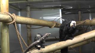 Whitefaced Saki Monkeys Shaldon Zoo 3rd January 2015 [upl. by Tadeo]