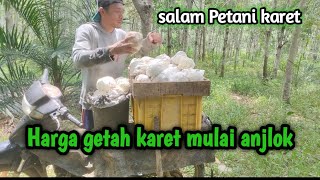 PETANI KARET VIRALHARGA GETAH KARET ANJLOK [upl. by Aihseya782]