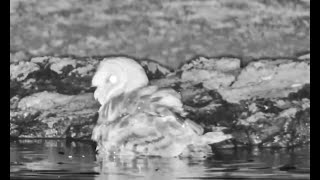 Sunday Is Bath Night for This Owl [upl. by Michelina]