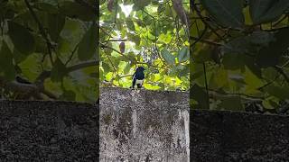 Magpie Robin Copsychus saularis🐧 magpierobin birds asmr nature naturephotographer robin [upl. by Reve]