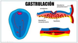 Tercera semana de desarrollo embrionario [upl. by Helbonnah913]