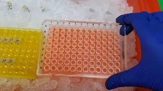 Running qPCR of cDNA [upl. by Apoor677]