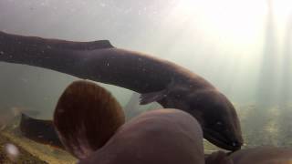 Anguilla  The Humble Eel [upl. by Ybsorc]