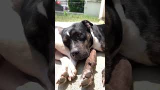 ⚡️🎬🐶🐶Oampn Shorts🔥EP439Pit Bulls love ☀️sunbathing สุนัขอเมริกันพิทบูลเทอร์เรียร์ชอบนอนอาบแดด [upl. by Ennairak]