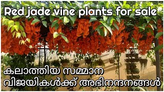 Red jade vine plants for sale amp caring tips  Congratulations to calathea prize winners [upl. by Marshall]