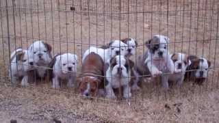 Dog pile English Bulldog puppies sleeping [upl. by Stamata]