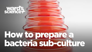 How to Prepare a Bacteria SubCulture [upl. by Eikcin]