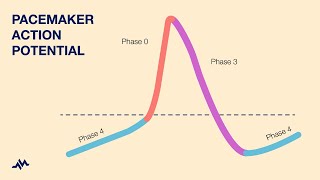 Pacemaker Action Potential [upl. by Coltun]