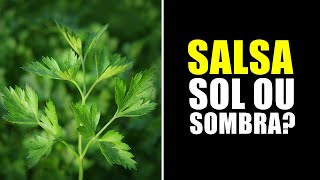 SALSA GOSTA DE SOL OU SOMBRA [upl. by Haslam]