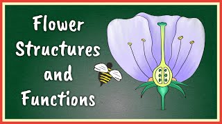 Flower Structures and Functions  Insect Pollinated Flowers [upl. by Merralee]