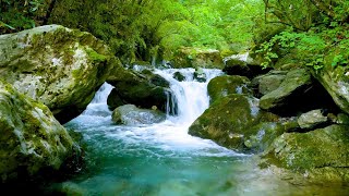 Mountain Stream Flowing 247 Forest Stream Flowing Water White Noise Nature Sounds for Sleeping [upl. by Kathie]