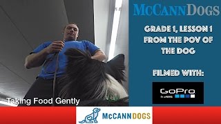 Dog Training From The POV Of The Dog [upl. by Mcnalley]