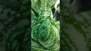 Gasteria flowplantsour terracegardenindoorplants youtube shorts like subscribe [upl. by Lucien]