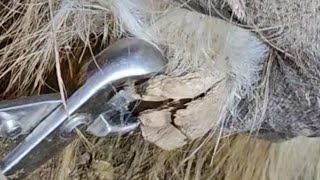 Satisfying farrier Draft horse HUGE ergot chestnut removal MULTIPLE ergotremoval satisfying skin [upl. by Keeton]