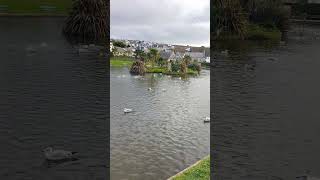 Perranporth boating lake Friday late afternoon Beautiful Cornish view To end a lovely visit 🙏☀️🙏 [upl. by Gunthar]