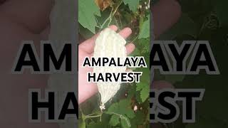 First harvest of ampalaya or bittermelon [upl. by Henriette]