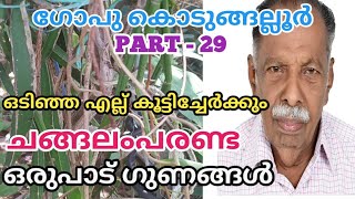 CHANGALAMPARANDA  CHANGALAMPARANDA IN MALAYALAM  GOPU KODUNGALLUR  CHANGALAMPARANDA OIL [upl. by Miranda]