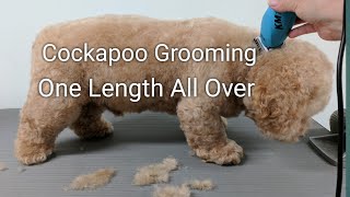 Cockapoo Grooming One Length All Over [upl. by Traggat727]