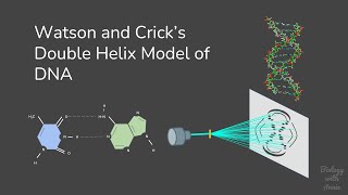 Watson and Cricks Double Helix Model of DNA [upl. by Semajwerdna]