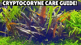 Cryptocoryne Care Guide  Best Low Tech Plant [upl. by Ulphia314]