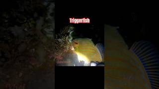 Triggerfish yheladventure nigthspearfishing fishing subscribe fish [upl. by Ludba]