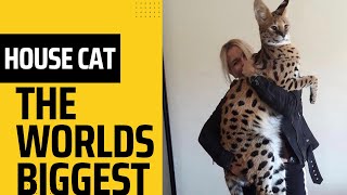 Why are savannah cats so expensive 2023 [upl. by Elkraps]