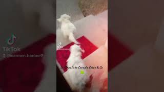 cotondetulear  quotMamma apri subitoquot ðŸ€ puppy pets love cuccioli dog [upl. by Nywra]