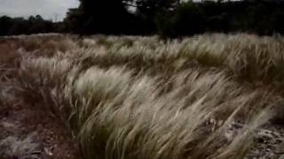 Stipa Pennata wmv [upl. by Dnomrej981]