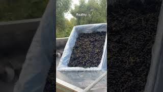 WineSearcher  Winemaking Project  Syrah arrives at Winery Expectation vs Reality crusher syrah [upl. by Atekihc258]