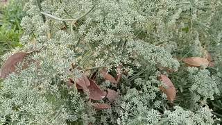 What does a caraway seed plant look like  caraway plant seeding 2020 [upl. by Don]