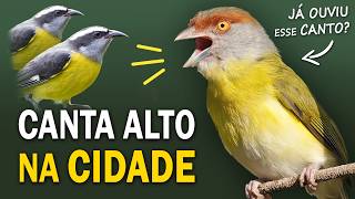 PASSARINHADA URBANA Aves cantoras das cidades Espécies comuns e pouco conhecidas [upl. by Nehtanoj]