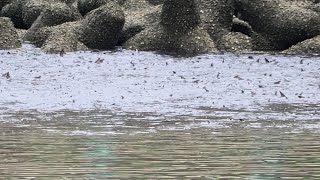 1130209 The flathead grey mullets gathering at wastewater treatment plant [upl. by Warenne]