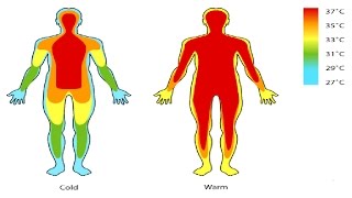 Body Temperature And Sex [upl. by Dygert]