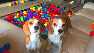 Funny Dogs SURPRISED with Indoor BALL PIT Beagles Louie amp Marie [upl. by Pacificia]