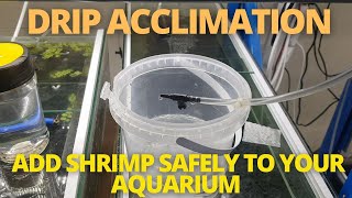 DRIP ACCLIMATE  ADD SHRIMP SAFELY TO YOUR AQUARIUM [upl. by Dressel205]