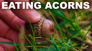 How to eat acorns but maybe dont [upl. by Nerad]