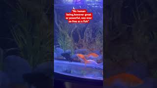 Feng shui fishesBeautiful fish aquariumGolden fishesytubeshortvideo [upl. by Hsu131]