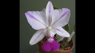 Orquídea Cattleya Walkeriana Semi Alba Flamea Tokutso Pré Adulta [upl. by Iahs]