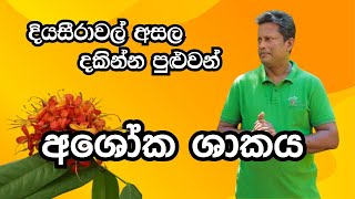 අශෝක ශාකය  Ashoka  Sobadam Piyasa [upl. by Enhpad]