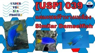 USP 039 Similar Damselfish แดมเซลฟ้าหางเหลือง [upl. by Ashelman300]