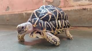 Indian star tortoise in 4k video [upl. by Weisbrodt]