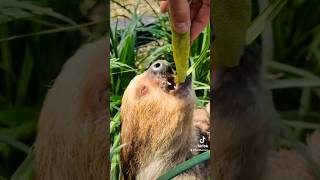 Sloths eating cecropia JacobFeder fruit farm harvest [upl. by Anabahs]