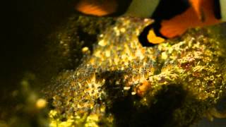 Clownfish From Egg to Hatch [upl. by Eanaj917]