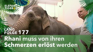 Tiefe Wunden Langfolge 177  Elefant Tiger amp Co  ARD [upl. by Deaner]