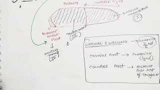 Development of tongue  Anatomy  in damn easy way [upl. by Uel]